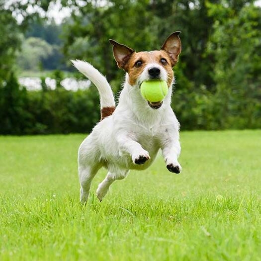 Jack russell similar outlet breeds